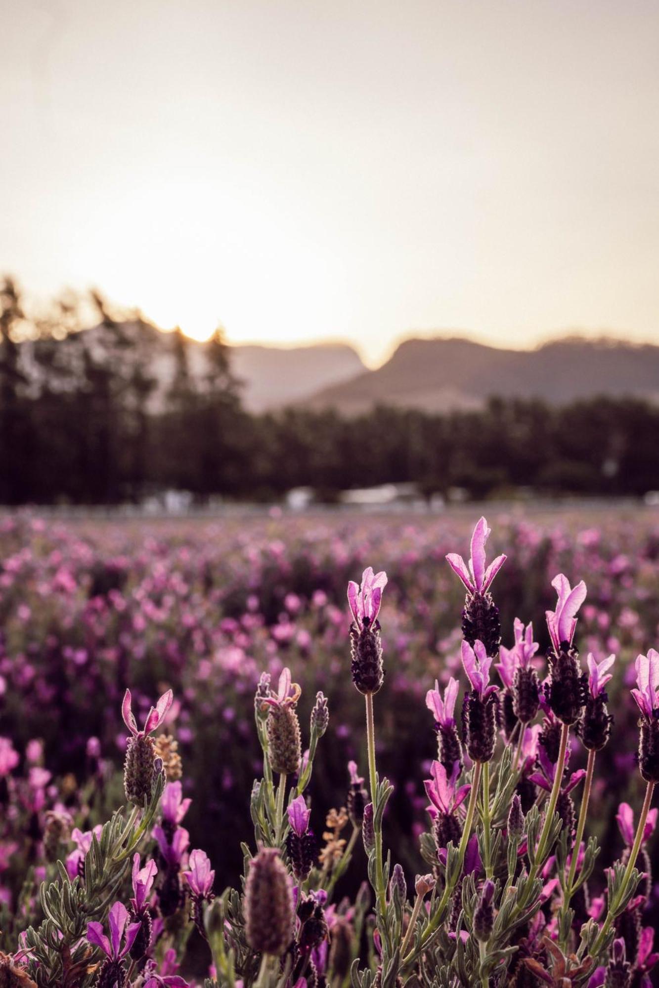 Lavender Farm Boutique Guest House フランシュホーク エクステリア 写真