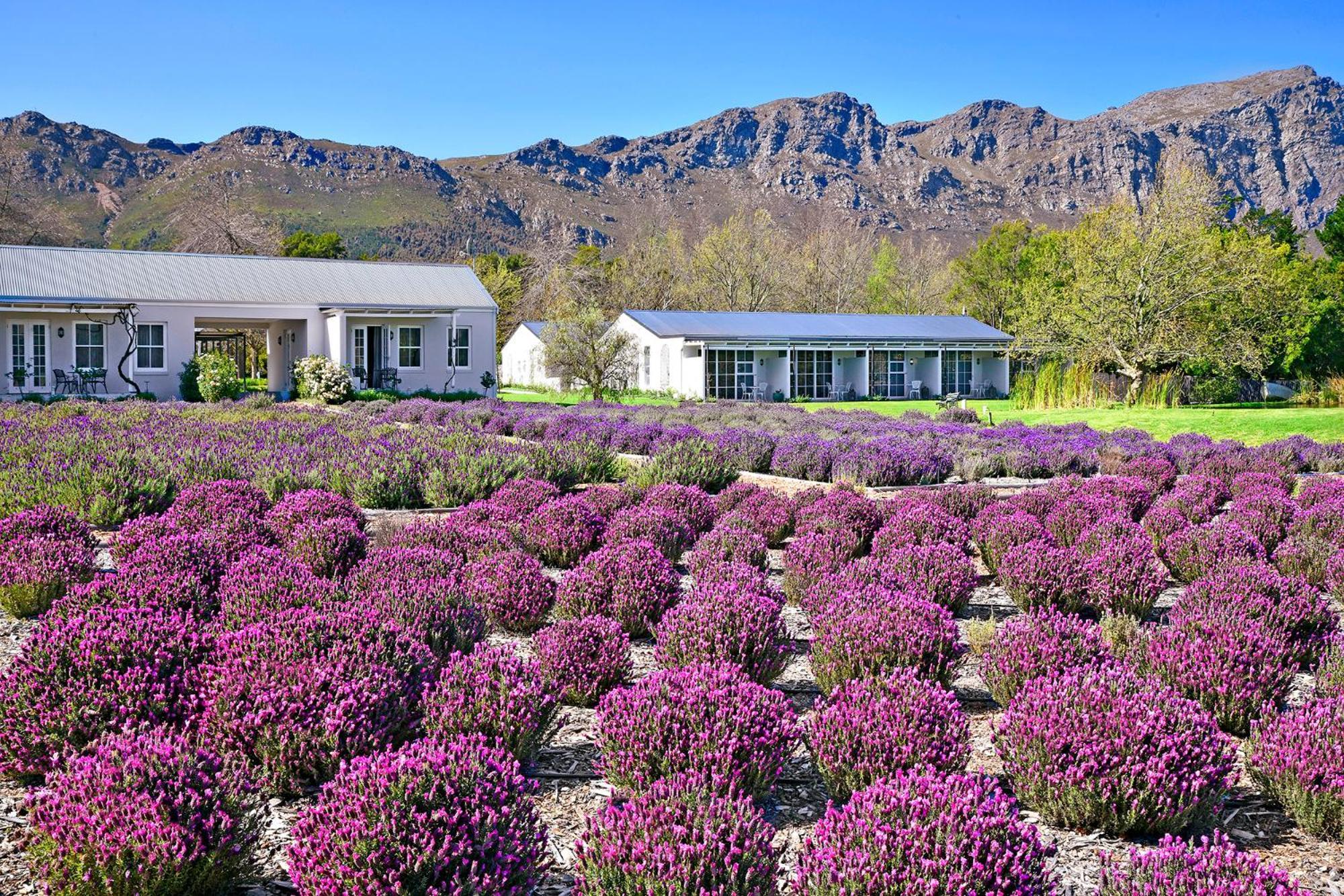 Lavender Farm Boutique Guest House フランシュホーク エクステリア 写真