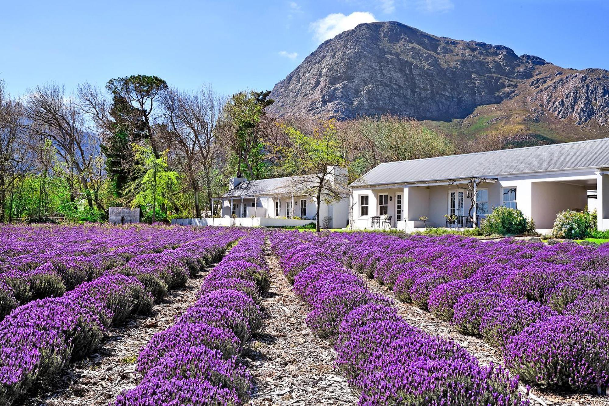 Lavender Farm Boutique Guest House フランシュホーク エクステリア 写真