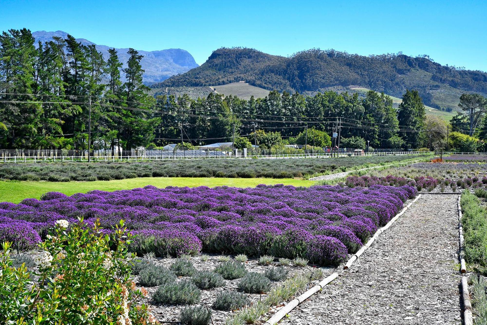 Lavender Farm Boutique Guest House フランシュホーク エクステリア 写真